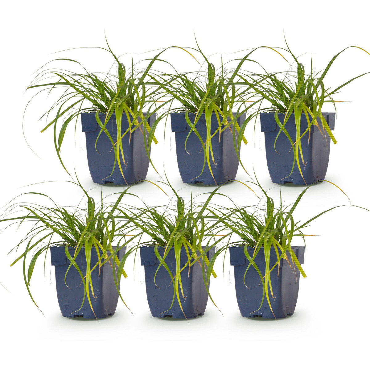 Carex oshimensis 'Evergreen' (Japanse zegge) – 6 planten, Ø11 cm, 15–25 cm hoog