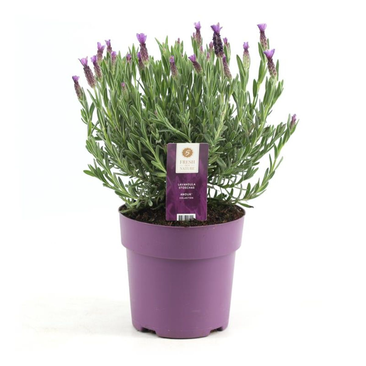 Lavender (Lavandula) – Ø15 cm, 30 cm high – pink