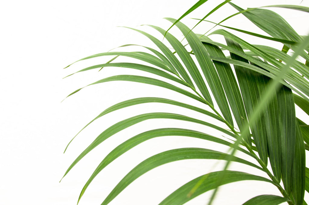 Kentia palm (Howea) – Ø24 cm, 150 cm hoog