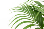 Kentia palm (Howea) – Ø24 cm, 150 cm hoog