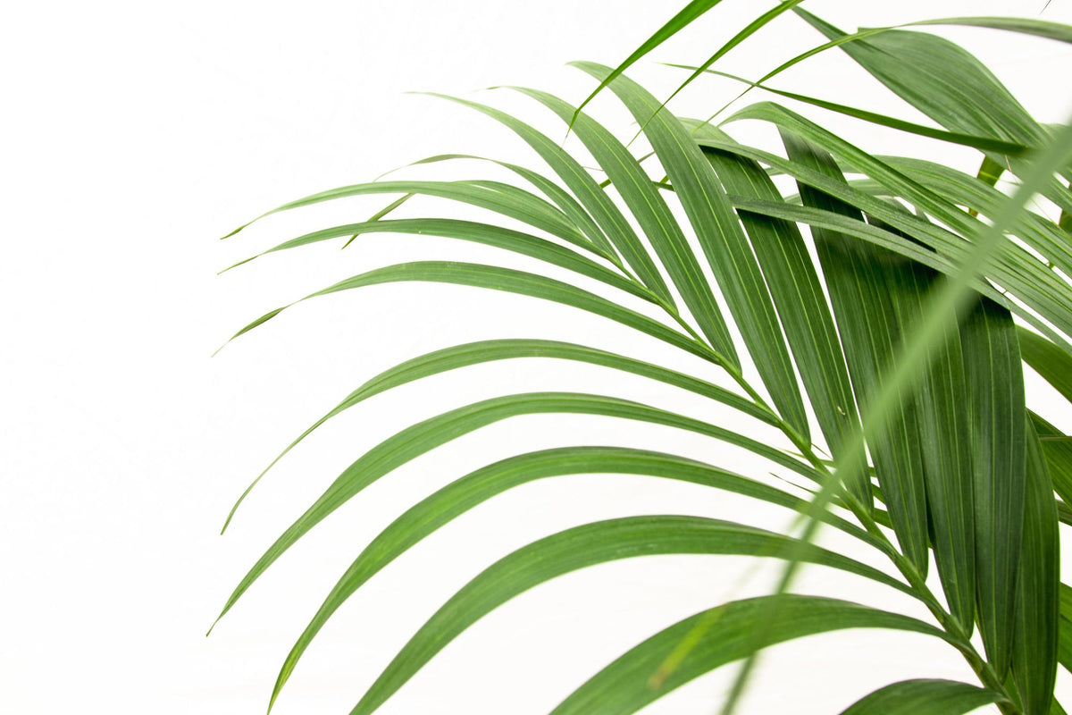Kentia-Palme (Howea) – Ø 24 cm, 150 cm hoch