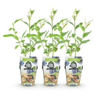 Vaccinium corymbossum 'Goldtraube' (blueberry) – 3 plants, Ø9 cm, 35 cm high