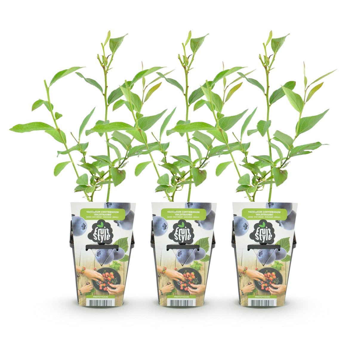Vaccinium corymbossum 'Goldtraube' (blauwe bes) – 3 planten, Ø9 cm, 35 cm hoog