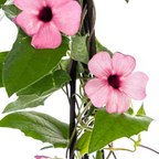 Thunbergia alata 'Sunny Susy Rose Sensation' (black-eyed Susan) – 4 plants, Ø13 cm, 60 cm high