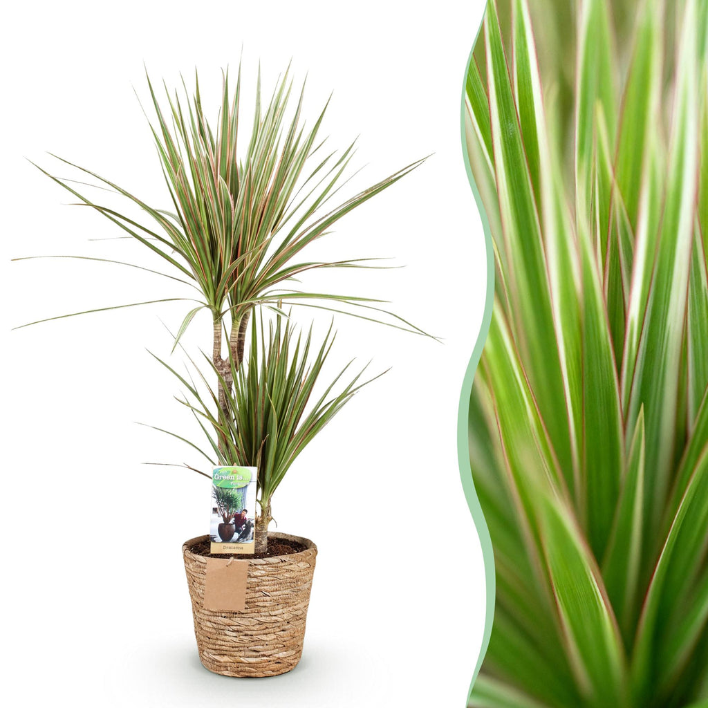 Dracaena marginata Bicolor (arbre au dragon) avec panier – Ø17 cm, 70–75 cm de haut