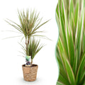 Dracaena marginata Bicolor (arbre au dragon) avec panier – Ø17 cm, 70–75 cm de haut