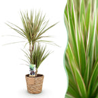 Dracaena marginata Bicolor (arbre au dragon) avec panier – Ø17 cm, 70–75 cm de haut