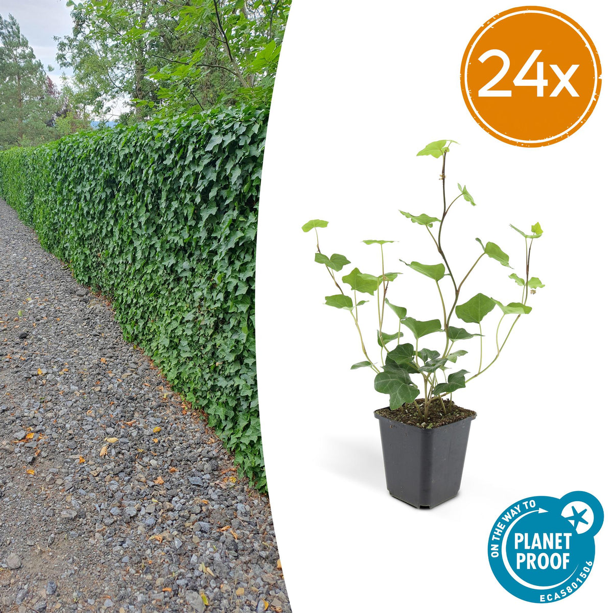 Hedera hibernica (klimop) – 24 planten, Ø9 cm, 10–25 cm hoog