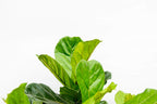 Ficus lyrata vertakt XXL (vioolbladplant) – Ø45 cm, 200 cm hoog
