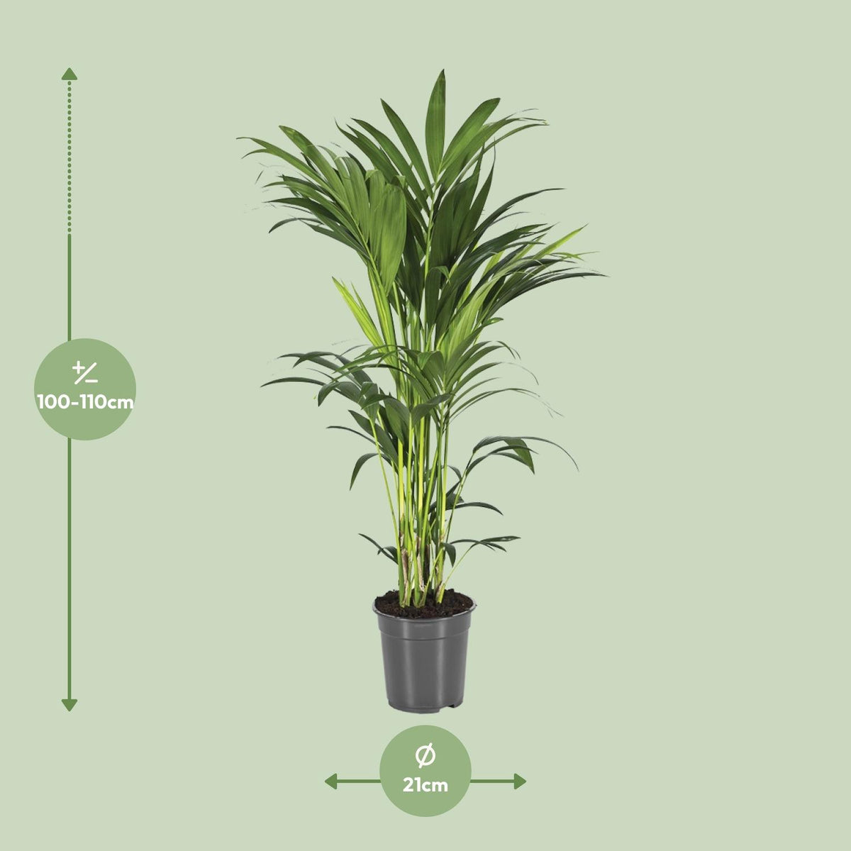 Howea forsteriana (Kentiapalme) – Ø 21 cm, 80–90 cm hoch