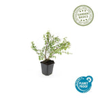 Symphoricarpos ch. 'Hancock' (snowberry) – 60 plants, Ø9 cm, 10–25 cm high
