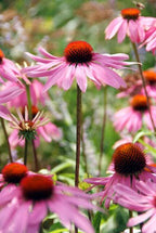 Echinacea p. 'Magnus' (coneflower) – 60 plants, Ø9 cm, 10–25 cm high