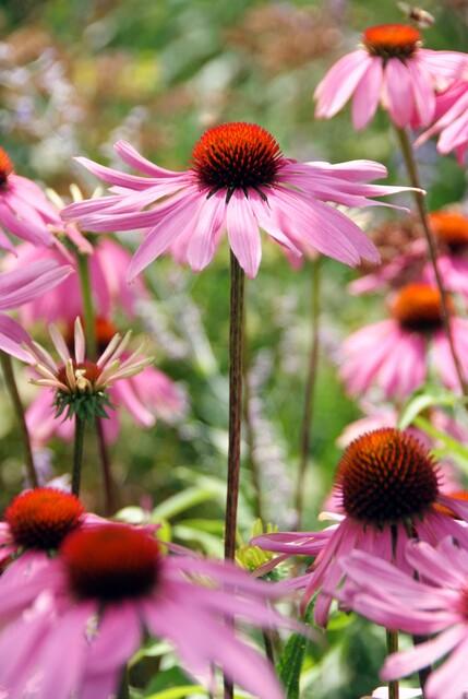 Echinacea p. 'Magnus' (coneflower) – 60 plants, Ø9 cm, 10–25 cm high – photo 3