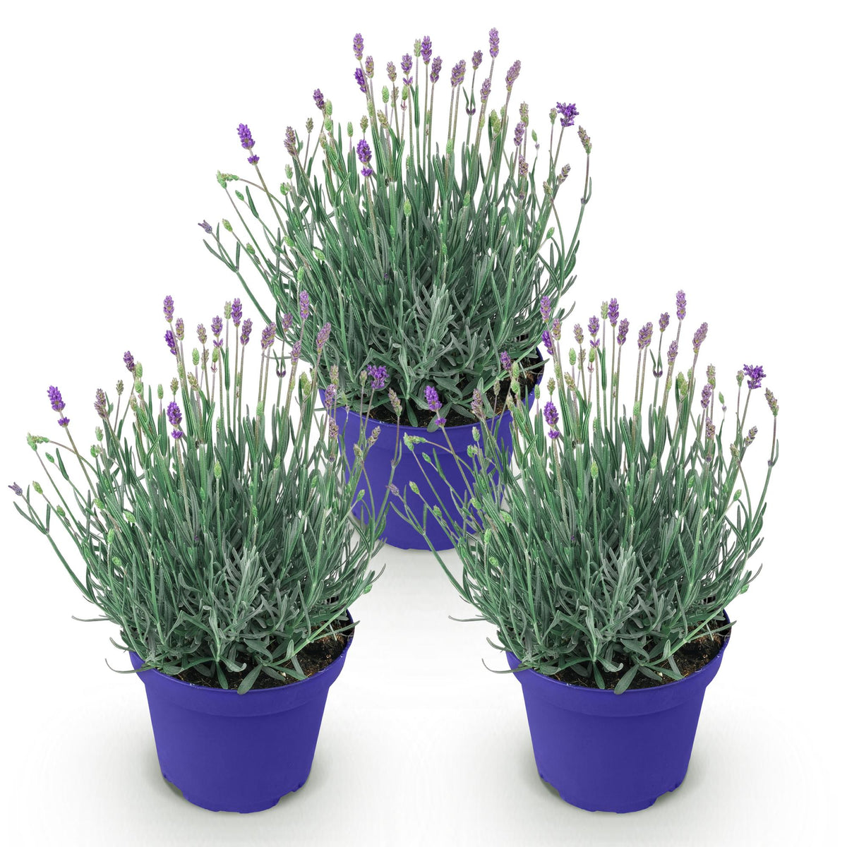 Lavandula angustifolia 'Hidcote' (lavendel) – paars – 3 planten, Ø12 cm, 15–25 cm hoog