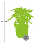 Monstera ‘Monkey Leaf’ in ELHO Vibes Fold 14cm rosa (Fensterblatt) – 30 cm hoch