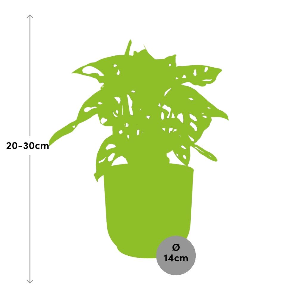 Monstera ‘Monkey Leaf’ in ELHO Vibes Fold 14cm rosa (Fensterblatt) – 30 cm hoch