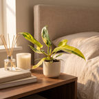 Philodendron Florida Beauty – Ø6 cm, 13 cm high