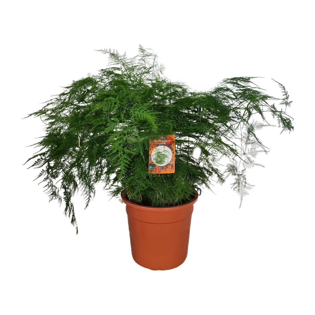 Asparagus Setaceus (Acker-Schachtelhalm) – Ø27 cm, 70 cm hoch