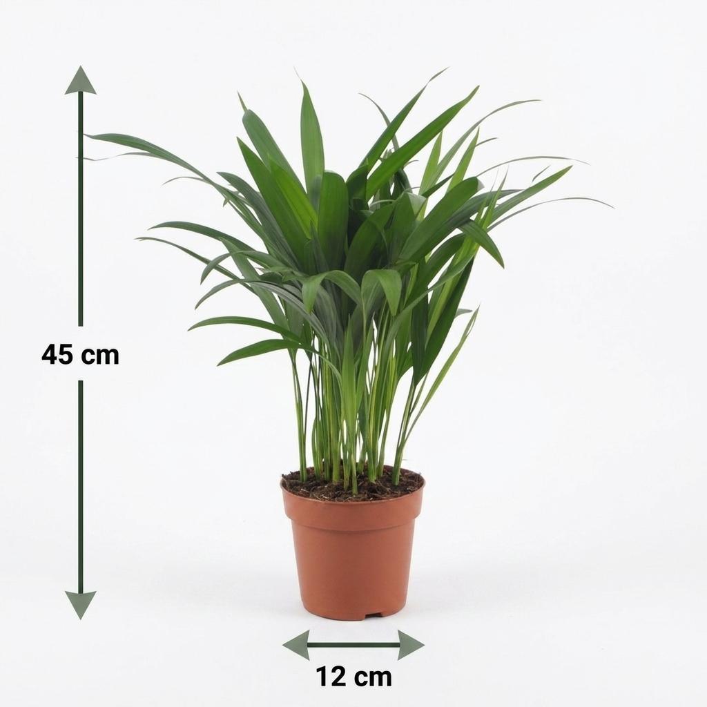 2× Areca lutescens (Dypsis) – Ø12 cm, 45 cm de haut – photo 5