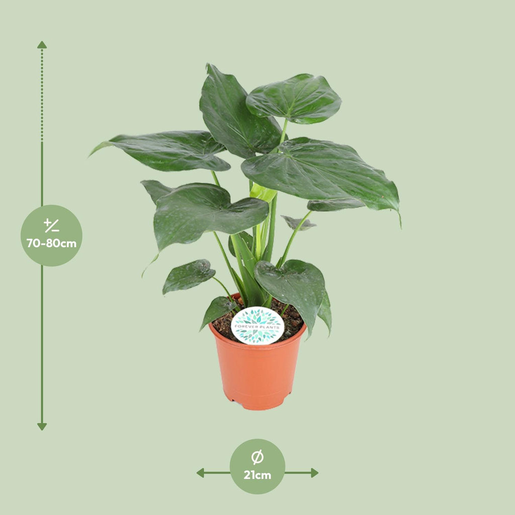Alocasia Cucullata (oreille d'éléphant) – Ø21 cm, 80 cm de haut – photo 2