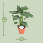 Alocasia Cucullata (oreille d'éléphant) – Ø21 cm, 80 cm de haut