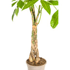 Pachira aquatica (pengetræ) med kurv – Ø21 cm, 90–110 cm høj