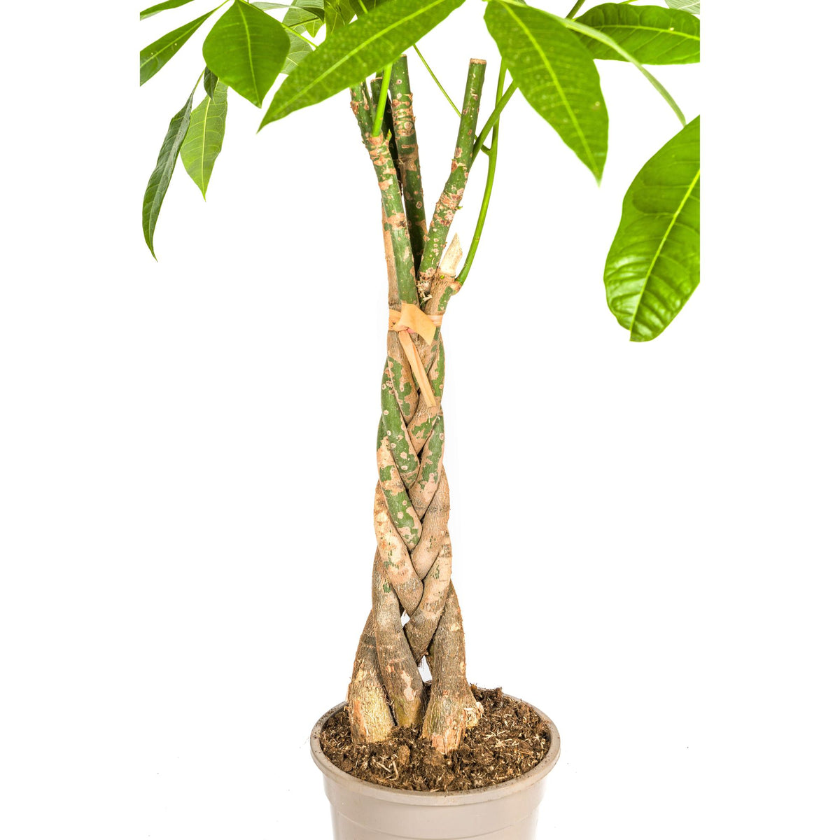 Pachira aquatica (pengetræ) med kurv – Ø21 cm, 90–110 cm høj