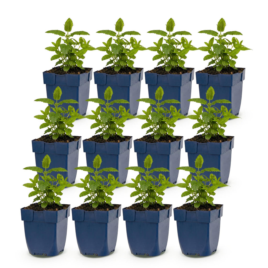 Nepeta nerv. 'Neptune' (Katzenminze) – lila – 12 Pflanzen, Ø 11 cm, 15–25 cm hoch – Bild 2