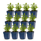 Nepeta nerv. 'Neptune' (Katzenminze) – lila – 12 Pflanzen, Ø 11 cm, 15–25 cm hoch