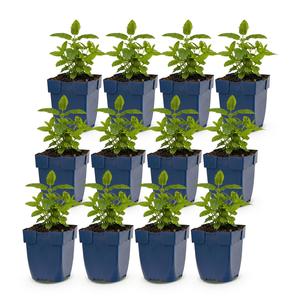Nepeta nerv. 'Neptune' (Katzenminze) – lila – 12 Pflanzen, Ø 11 cm, 15–25 cm hoch – Bild 2