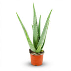 Aloe Vera (Aloe) – Ø 11 cm, 35–40 cm hoch