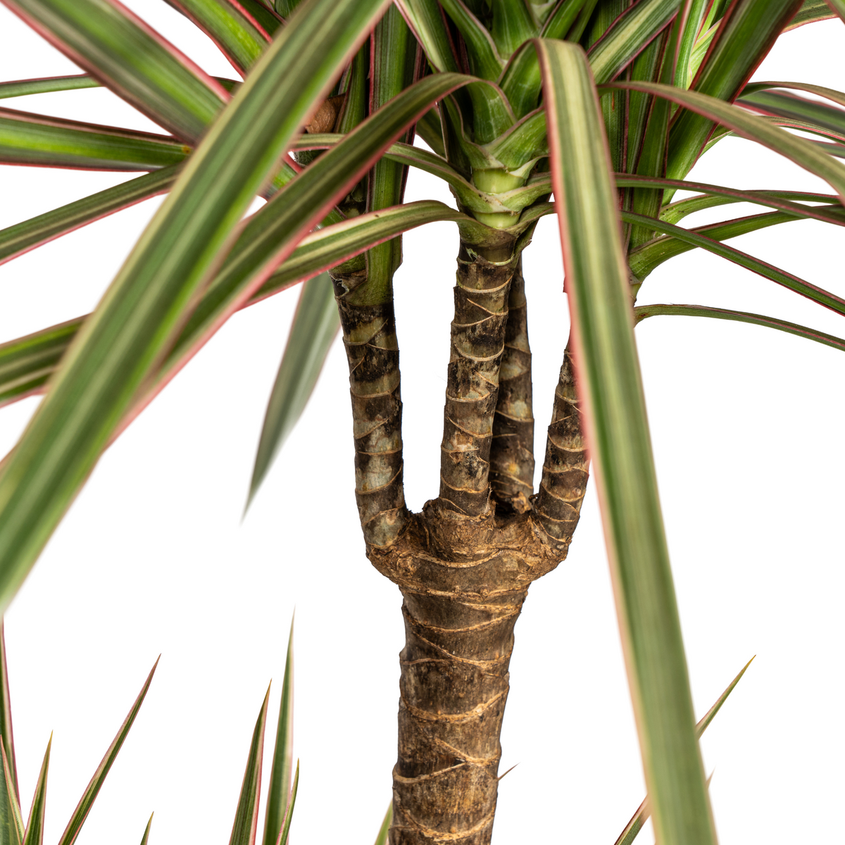 Dracaena marginata Bicolor (drakenboom) – Ø21 cm, 110–130 cm hoog