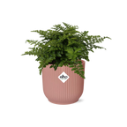 Asplenium Parvati i ELHO Vibes Fold 14 cm rosa (fågelvägg) – 25 cm hög