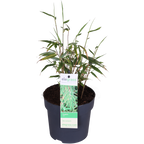 Fargesia rufa (non-invasive bamboo) – Ø14 cm, 40 cm high