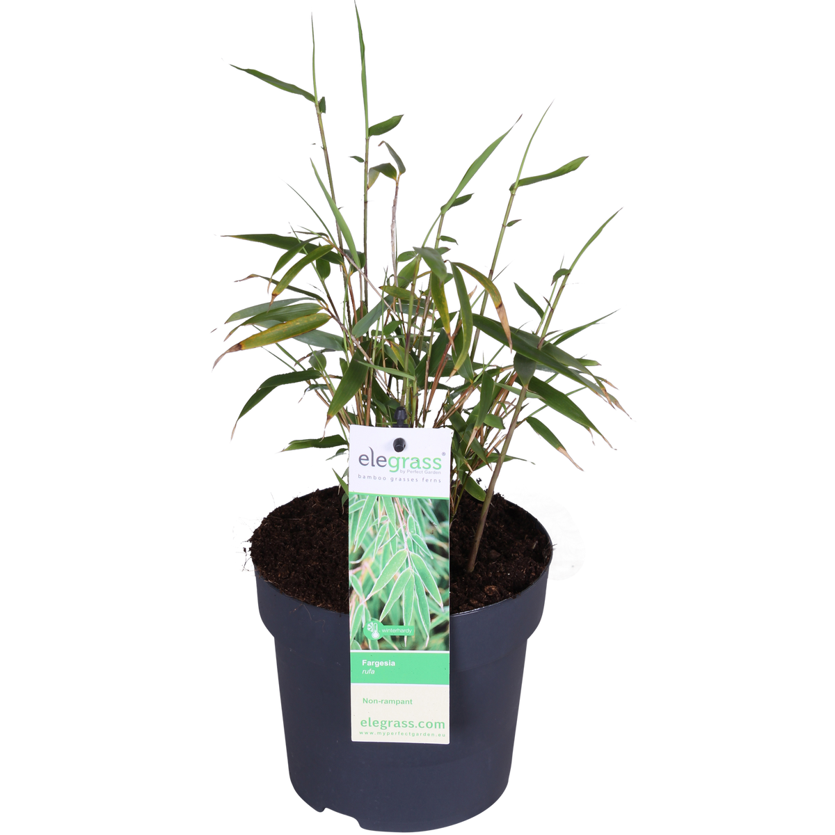 Fargesia rufa (non-invasive bamboo) – Ø14 cm, 40 cm high – photo 2
