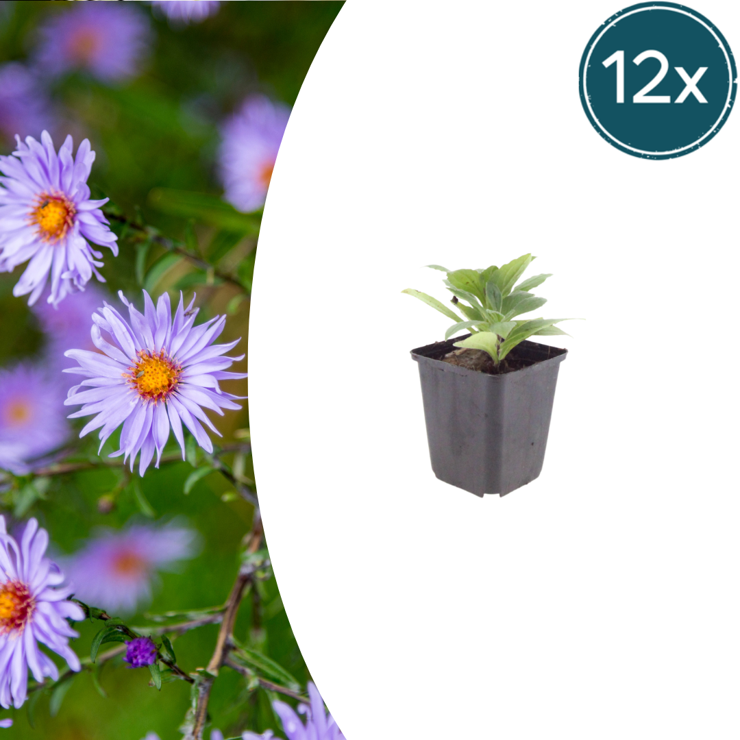 Aster frikartii 'Monch' – 12 Pflanzen, Ø9 cm, 10–25 cm hoch