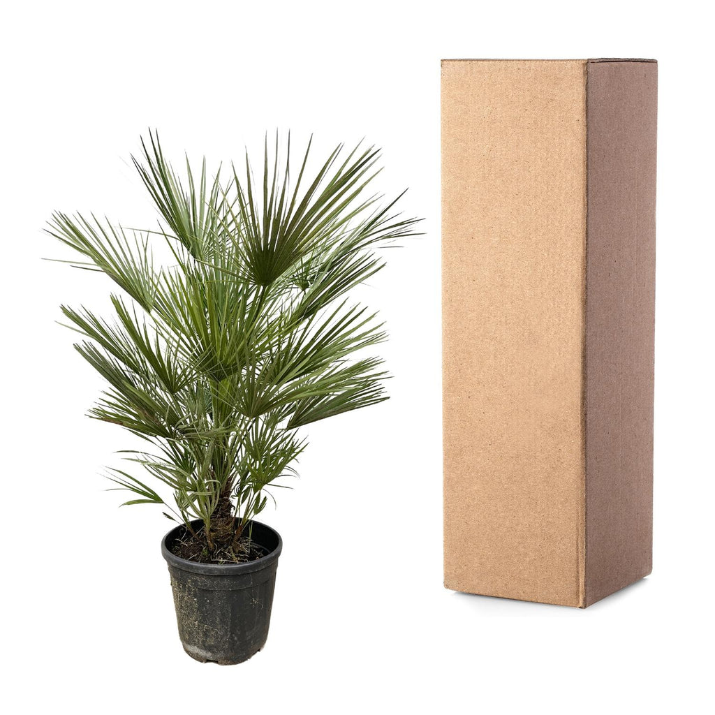Chamaerops humilis (dwarf palm) – Ø30 cm, 150 cm high – photo 3