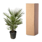 Chamaerops humilis (dwarf palm) – Ø30 cm, 150 cm high