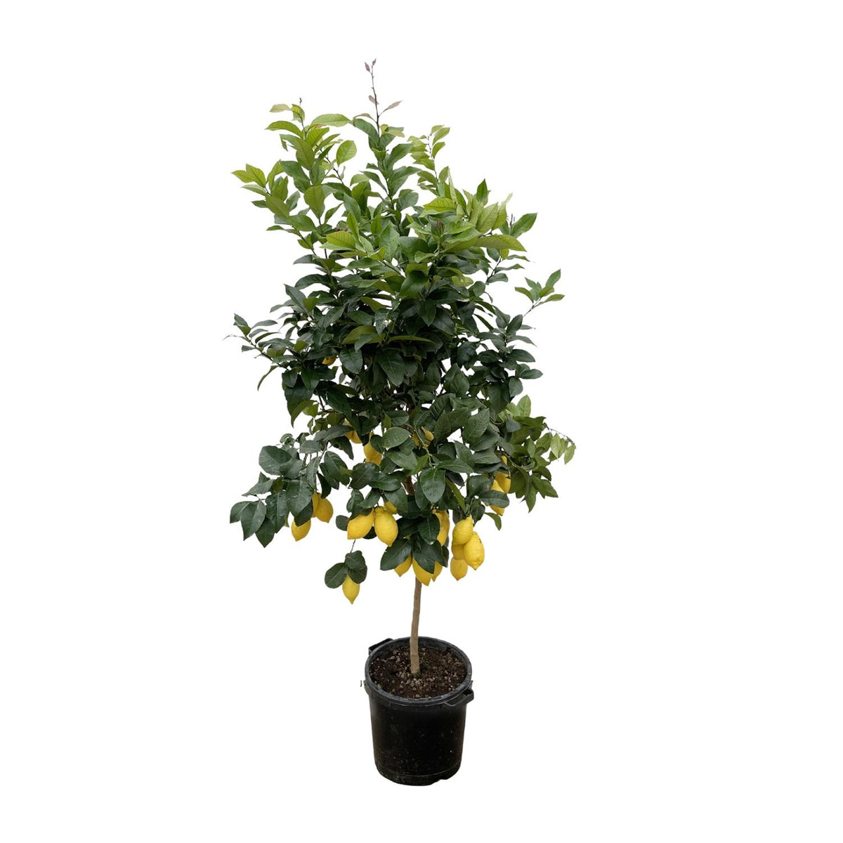 Citrus 'Lemon' (citrusboompje) – Ø40 cm, 200 cm hoog