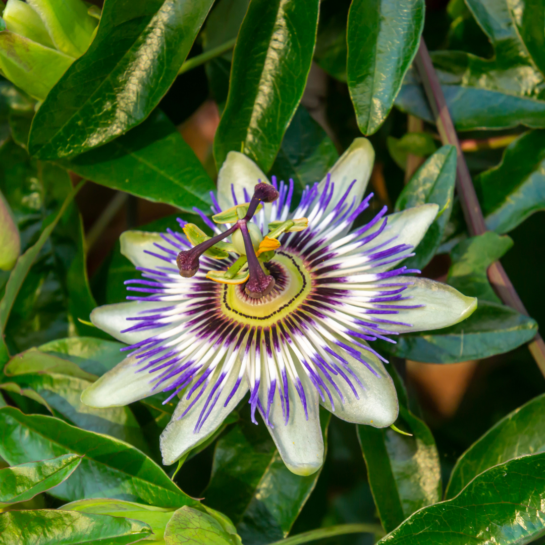Passiflora caerulea (passiebloem) – 3 planten – photo 3