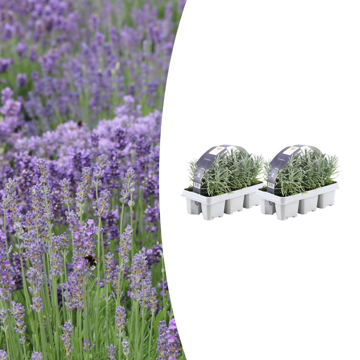 Lavendel (Lavandula) – 12 planten, Ø7 cm, 15 cm hoog