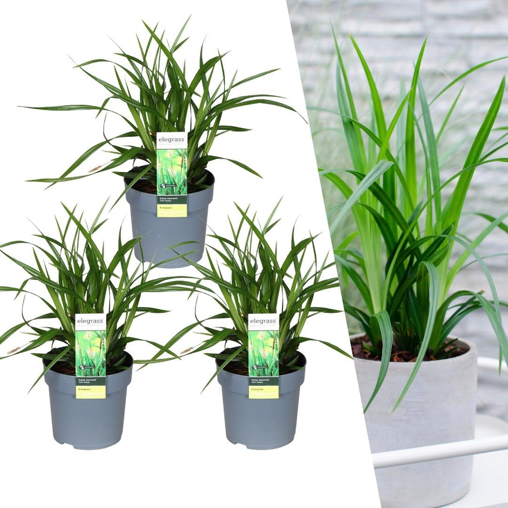 Carex morrowi 'Irish Green' (soft rush) – 3 plants, Ø14 cm, 25 cm high