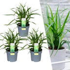 Carex morrowi 'Irish Green' (soft rush) – 3 plants, Ø14 cm, 25 cm high