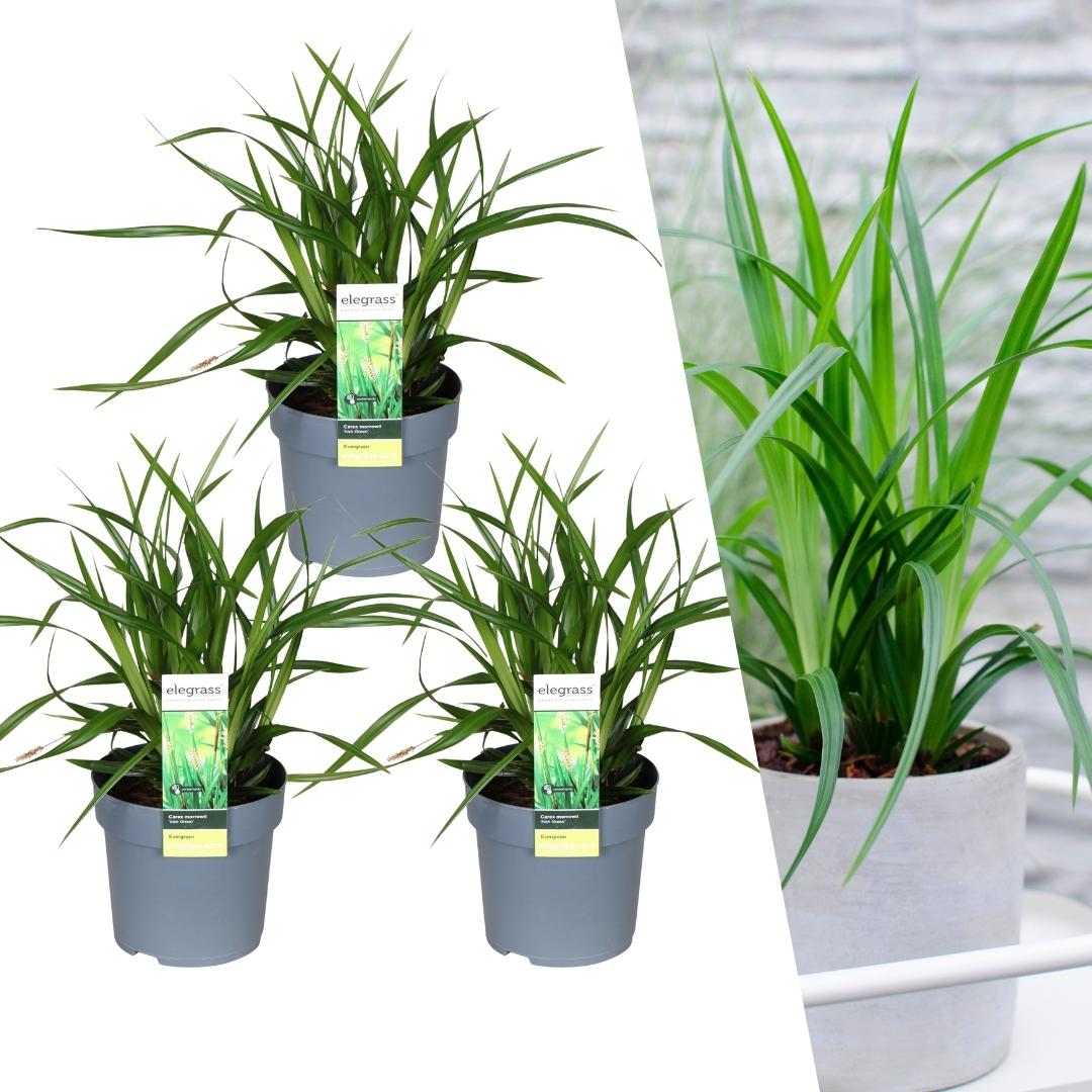 Carex morrowi 'Irish Green' (Segge) – 3 Pflanzen, Ø14 cm, 25 cm hoch