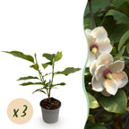 Magnolia sieboldii – weiß-rot – 3 Pflanzen, Ø 12 cm, 30 cm hoch