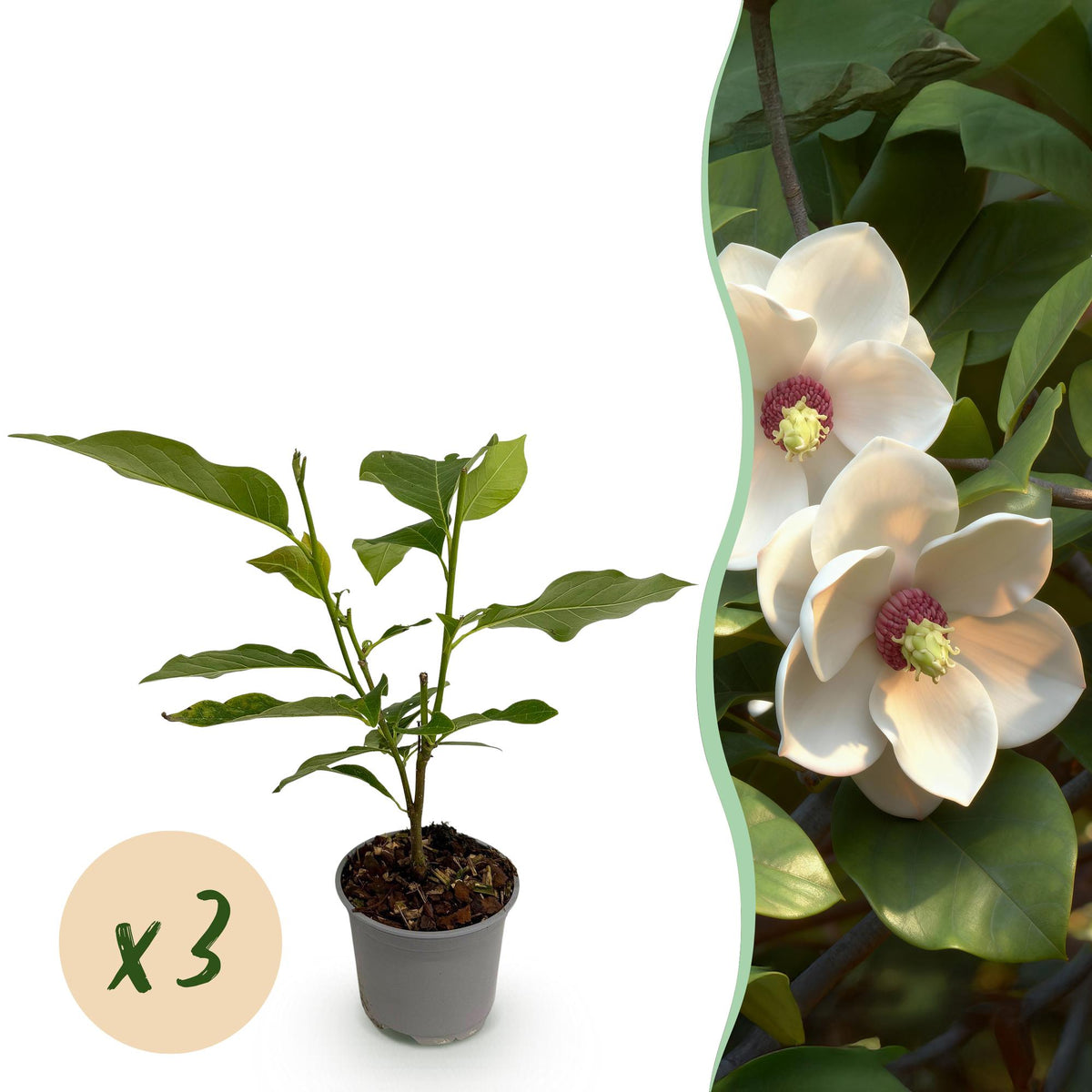 Magnolia sieboldii – weiß-rot – 3 Pflanzen, Ø 12 cm, 30 cm hoch