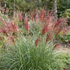 Miscanthus sinensis 'Red Chief' (miscanthus) – Ø11 cm, 15–25 cm de haut