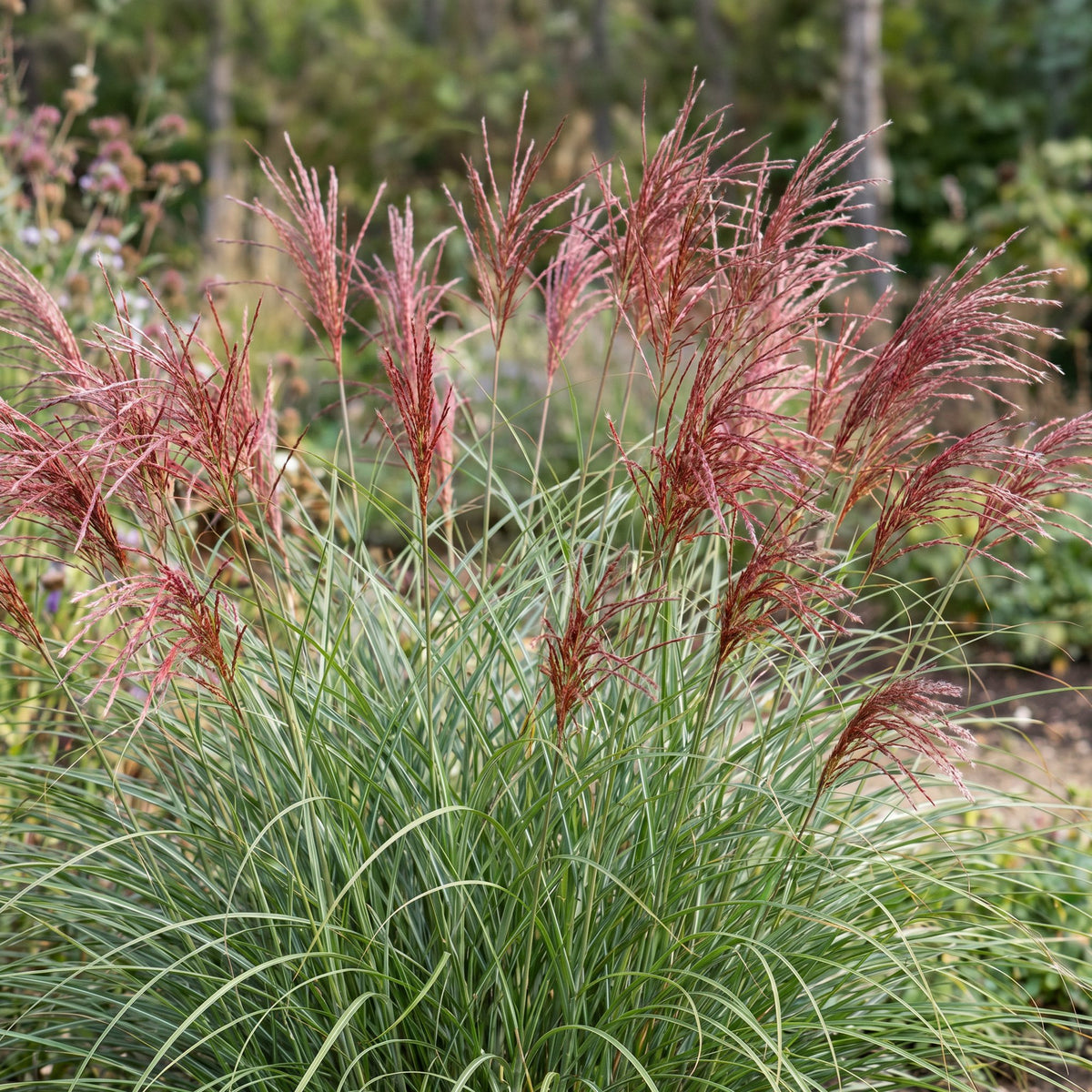 Miscanthus sinensis 'Red Chief' (miscanthus) – Ø11 cm, 15–25 cm de haut – photo 4