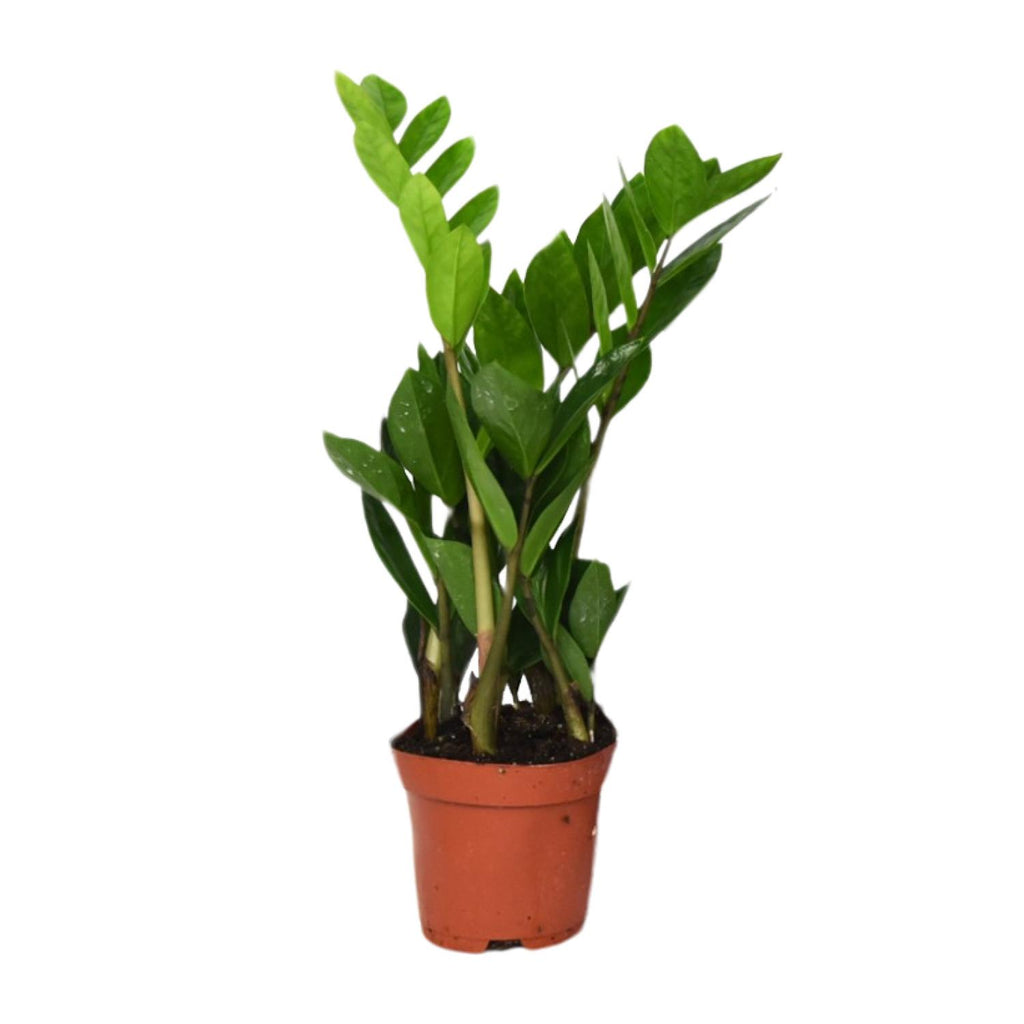 Zamioculcas zamiifolia (Glücksfeder) – Ø 12 cm, 40 cm hoch