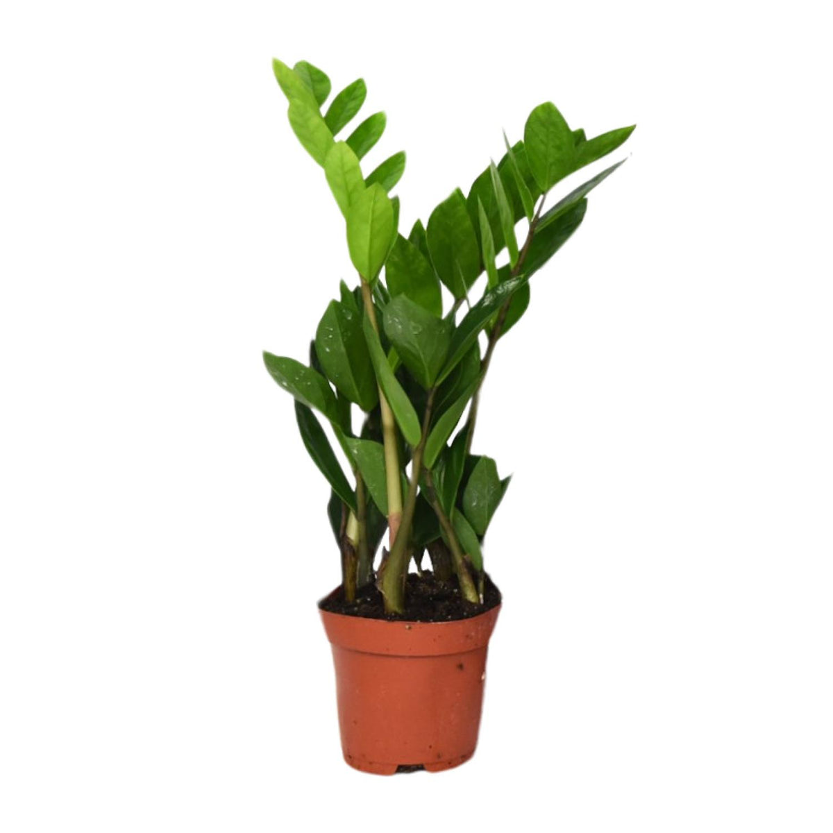 Zamioculcas zamiifolia (zz-plant) – Ø12 cm, 40 cm hoog
